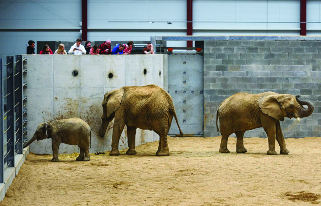 Zlínská zoo umožní veřejnosti nahlédnout do chovného zařízení pro slony