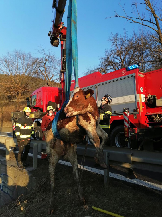 Záchrana telete zastavila dopravu a zpomalila kolemjedoucí vlaky 