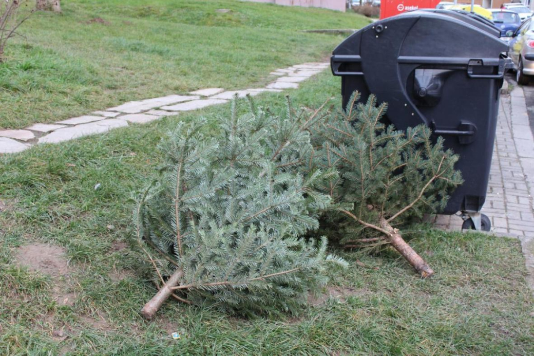 Svoz vánočních stromků začíná, stačí je složit k popelnici