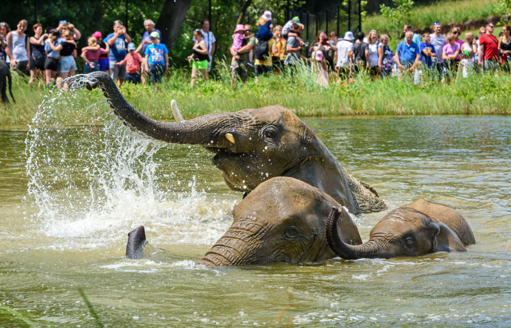 Tropické teploty v ZOO. Tygrům a slonům dávají zmrzlinu 