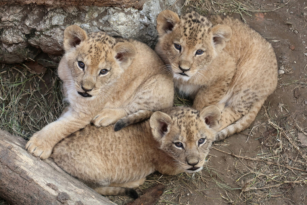 Návštěvníci Zoo Hodonín už mohou vidět tři mláďata lva berberského