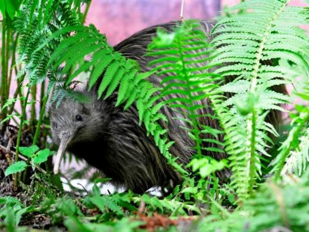 Zlínská zoo chystá oblíbené ranní vycházky za kivim