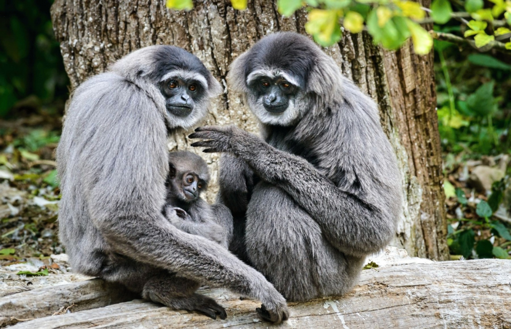 Zoo Zlín letos dokončí opravu ubikace gibonů stříbných, návštěvníci je tak uvidí i v zimě