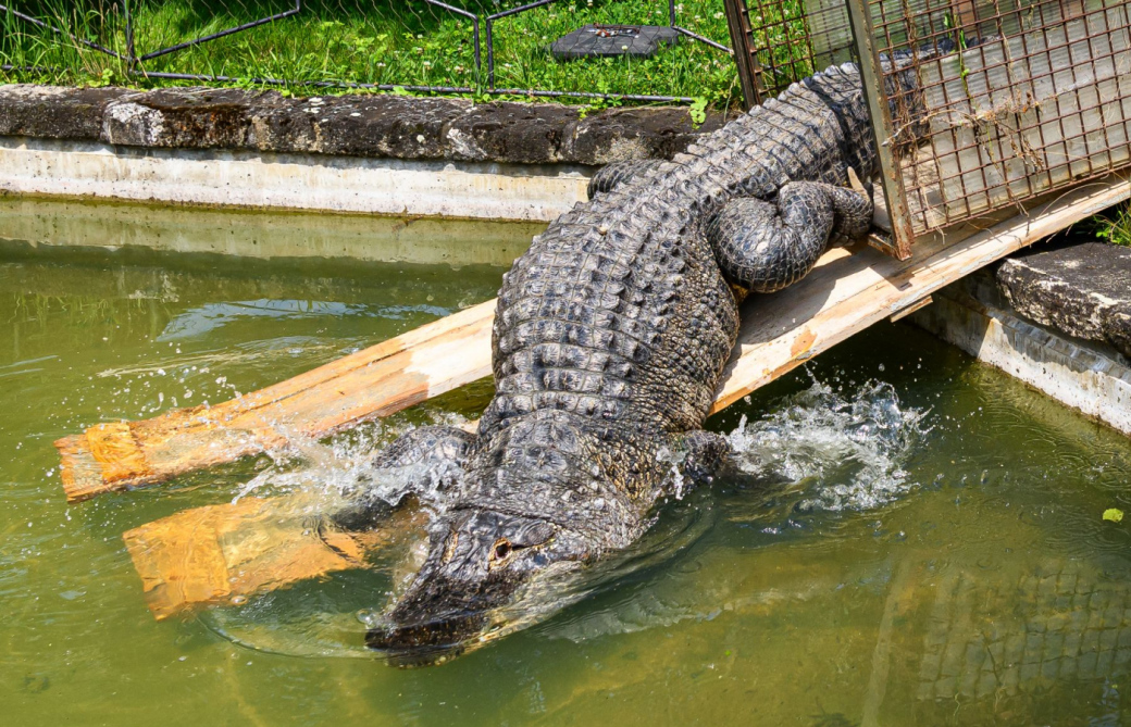 ZOO Zlín zve na aligátory.  Přesunuli se do letní expozice