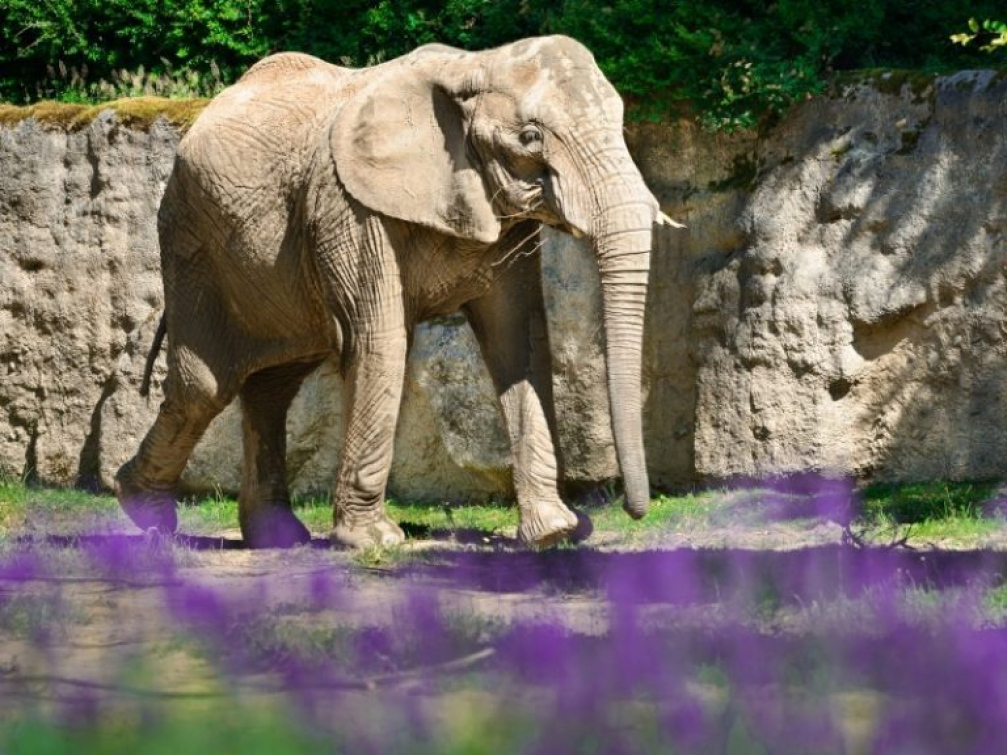 Zlínská zoo hlásí nový návštěvní rekord, dařilo se i zámku Lešná