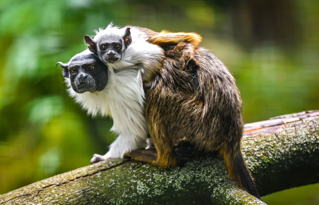 ZOO Zlín poprvé odchovala mládě tamarína pestrého