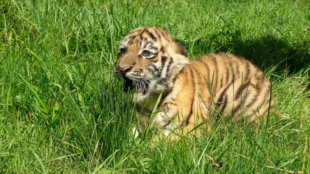 V ZOO Zlín odchovali mládě tygra ussurijského