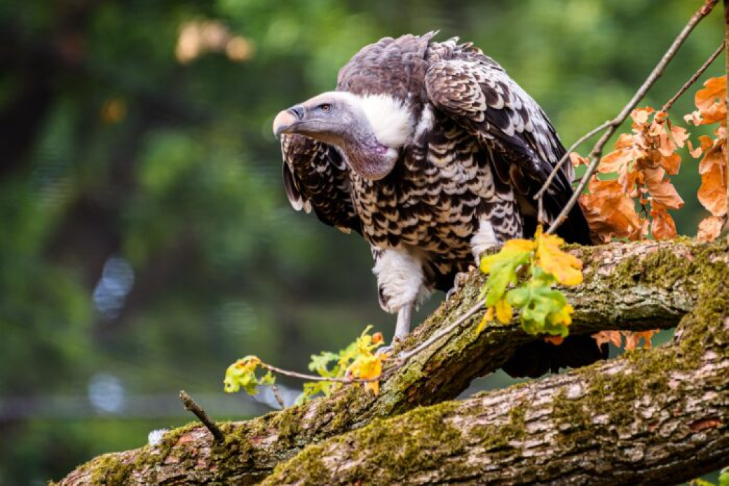 Zlínská zoo otevřela v neděli nejdelší voliéru pro supy v republice