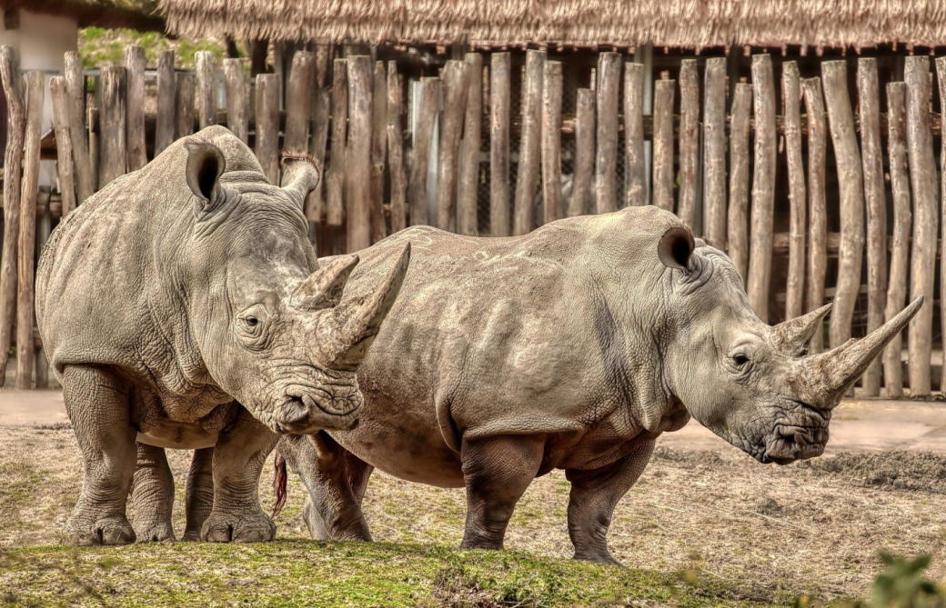 Zoo Zlín přišla o novorozené mládě nosorožce