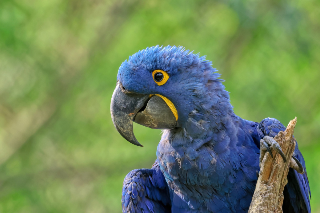 Ze ZOO Zlín ulétl velký papoušek ara. ZOO žádá o pomoc 