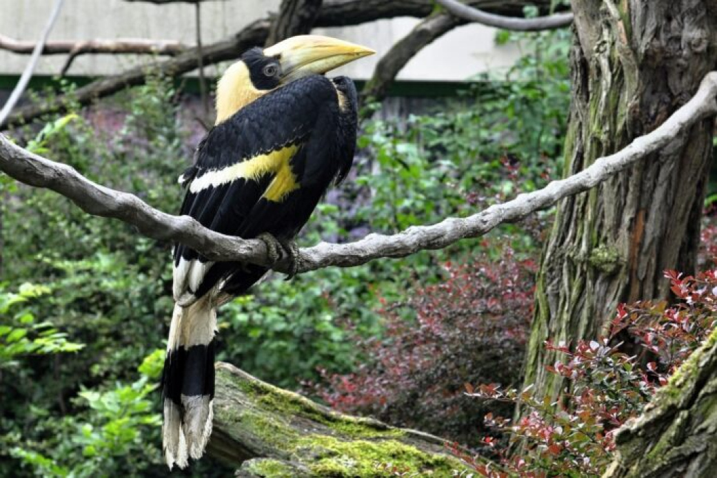 Světový úspěch! Zlínská zoo odchovala dalšího dvojzoborožce indického