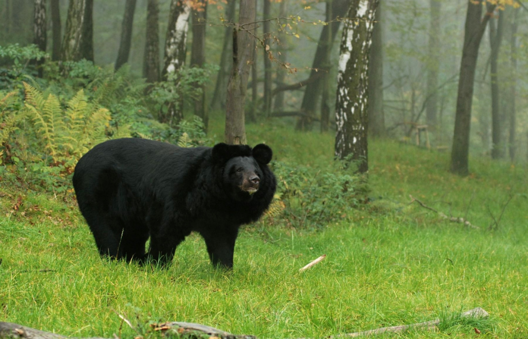 Zoo Zlín přesune medvěda ušatého do nového komfortního výběhu v ostravské zoo