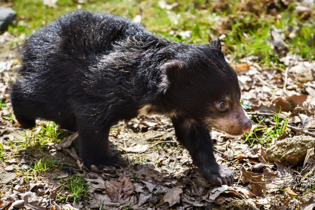 Zlínské zoo se podařilo podruhé odchovat mládě medvěda pyskatého