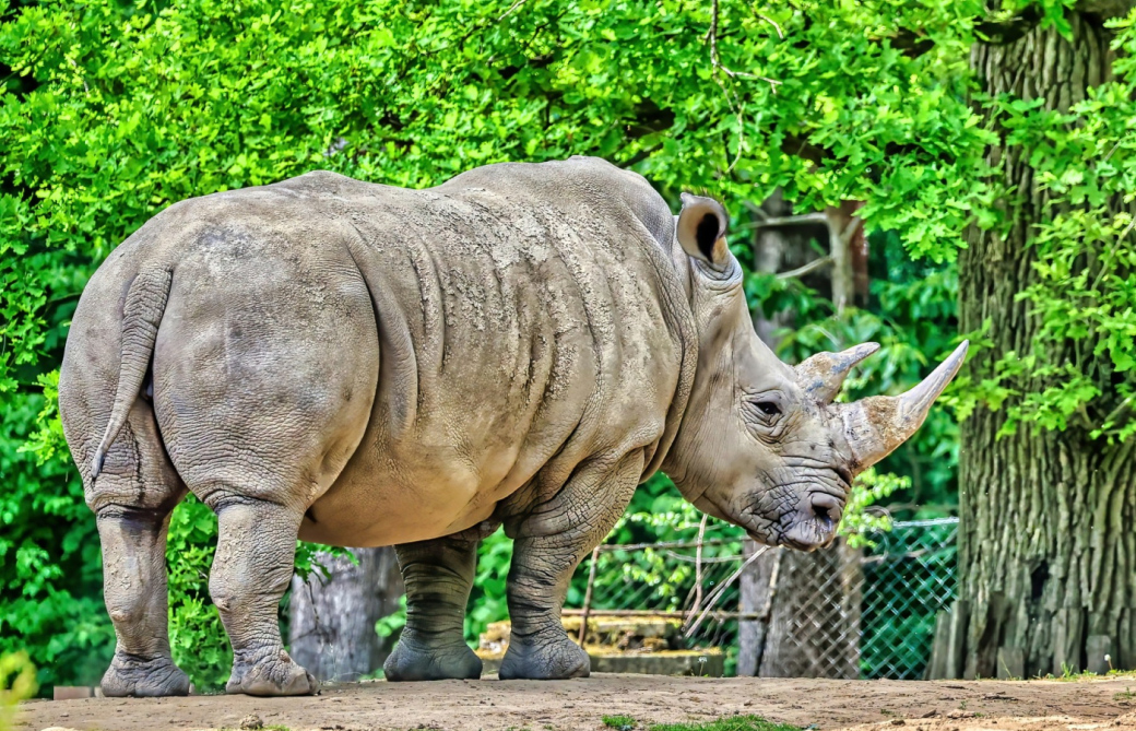 V Zoo Zlín očekávají narození prvního mláděte nosorožce tuponosého jižního za 45 let chovu