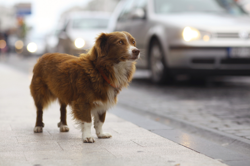 Veterinární správa ve Zlínském kraji má databázi ztracených a nalezených psů