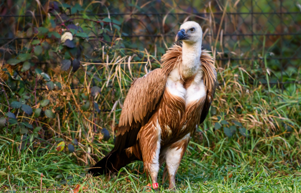 Zoo Zlín odeslala další dva supy k vypuštění v Bulharsku