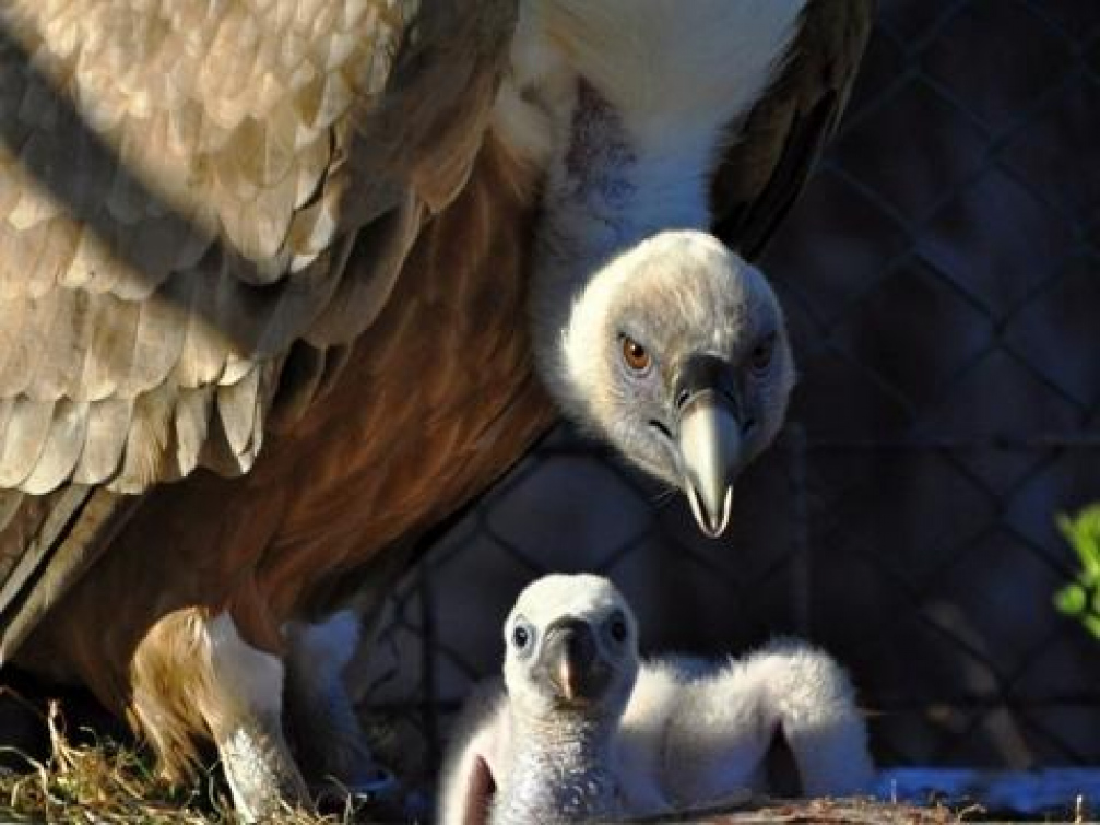 Zlínská zoo opět zabodovala v chovu supů