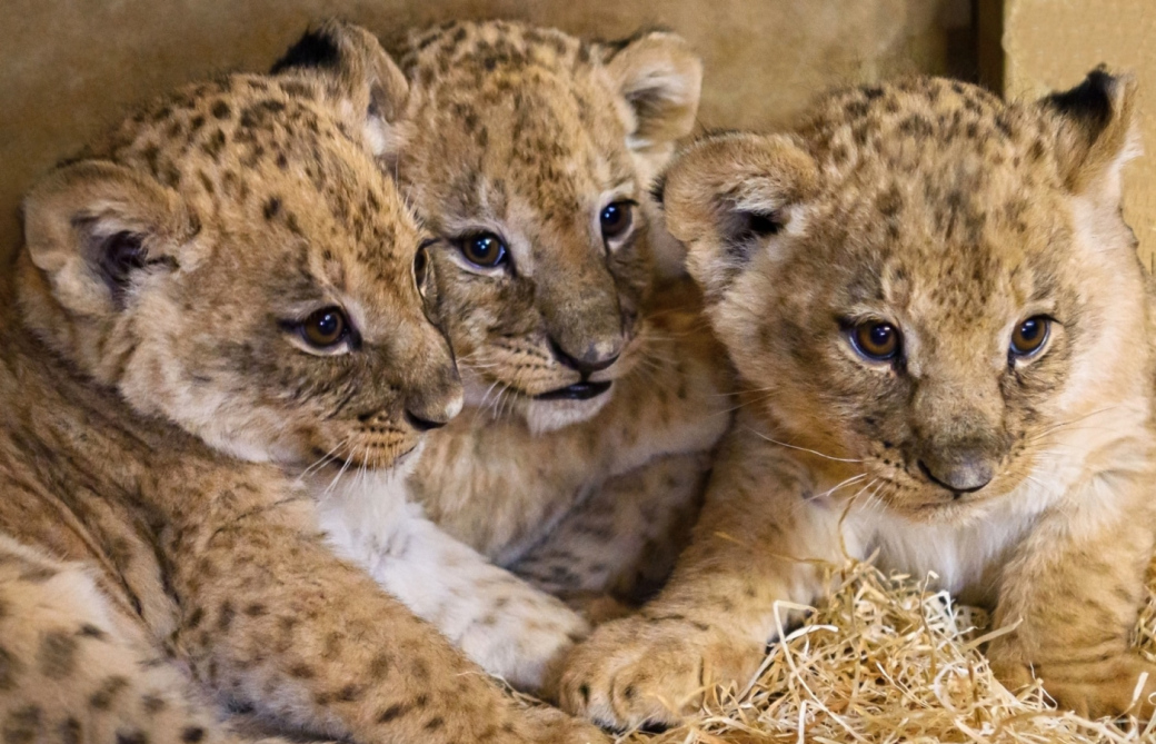 Rok 2024 je třetím nejúspěšnějším v historii Zoo Zlín