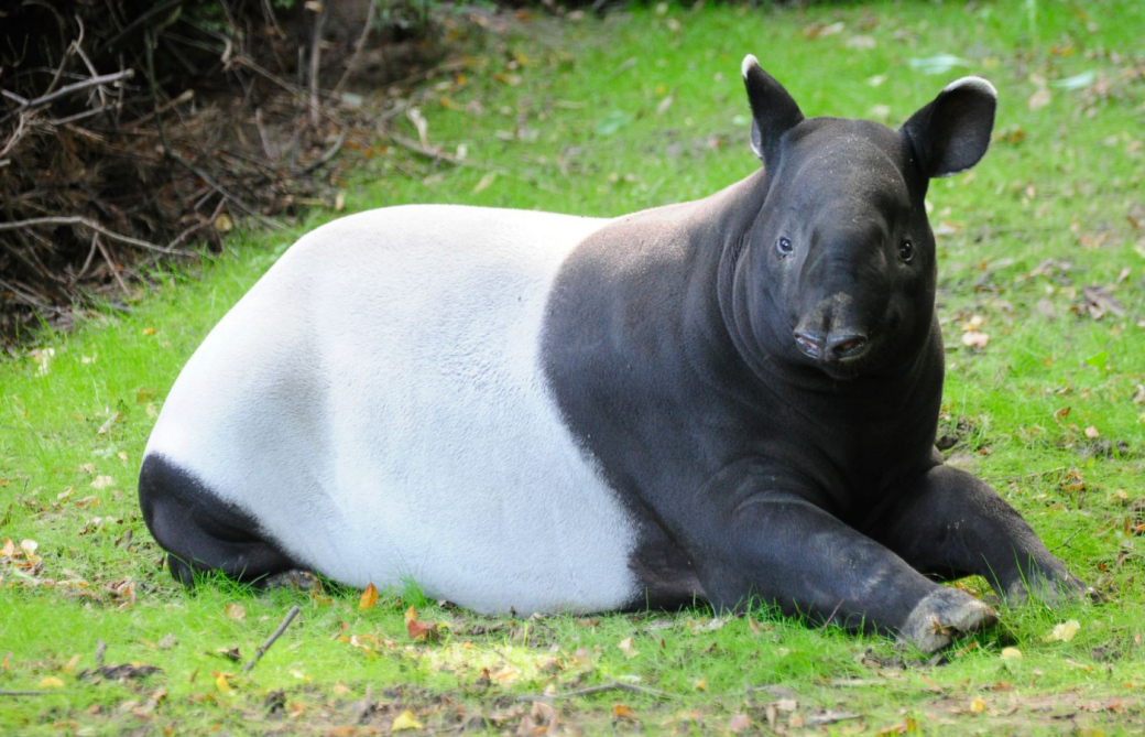 V Zoo Zlín budují nový komplex expozic Nusantaru