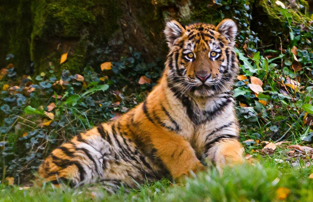 Přijďte se podívat do zlínské Zoo na malého tygříka