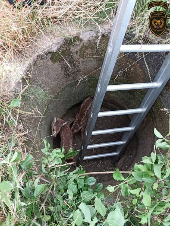 Hasiči vytahovali z vyschlé studny srnčí mláďata