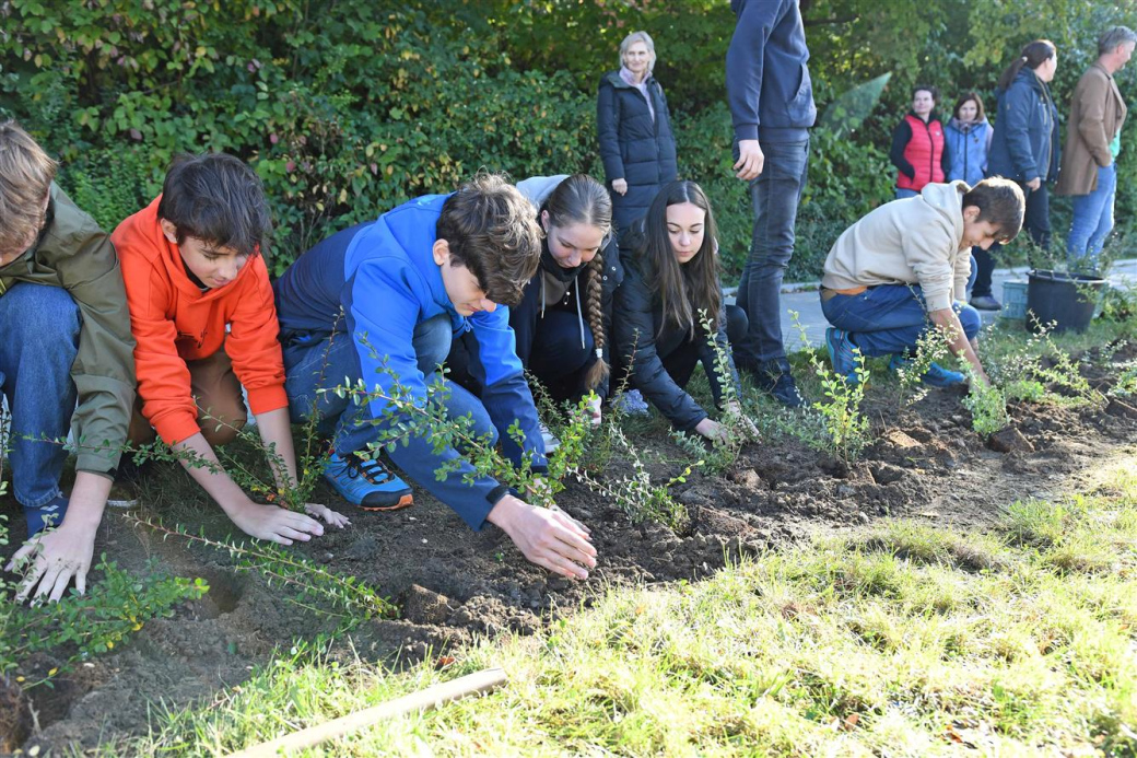 Vsetínskou ulici ve Valašském Meziříčí ozdobilo přes 1 000 nových keřů