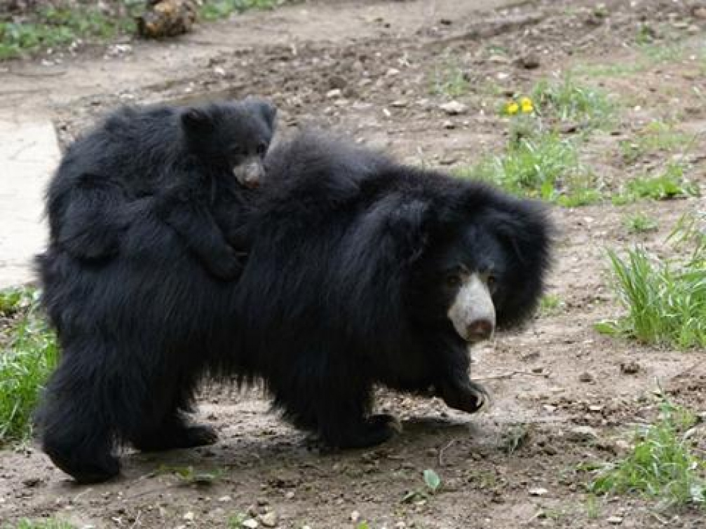 Sameček medvěda pyskatého byl ve zlínské ZOO poprvé ve venkovním výběhu