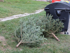 Svoz vánočních stromků začíná, stačí je složit k popelnici