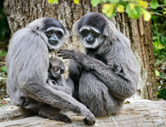 Zoo Zlín letos dokončí opravu ubikace gibonů stříbných, návštěvníci je tak uvidí i v zimě