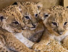 Rok 2024 je třetím nejúspěšnějším v historii Zoo Zlín