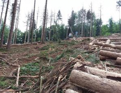 Městské lesy obnovují kůrovcové holiny, obracejí se i na veřejnost