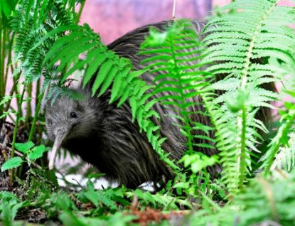 Zlínská zoo chystá oblíbené ranní vycházky za kivim