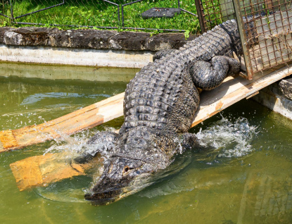 ZOO Zlín zve na aligátory.  Přesunuli se do letní expozice