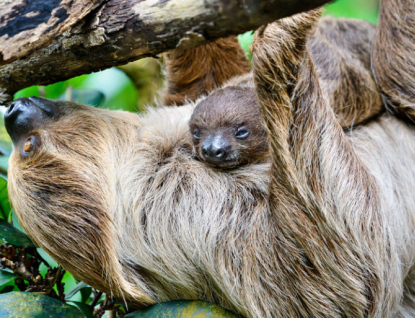 Zlínská zoo konečně otevře i vnitřní pavilony