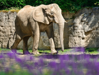 Zlínská zoo hlásí nový návštěvní rekord, dařilo se i zámku Lešná