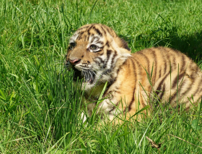 V ZOO Zlín odchovali mládě tygra ussurijského