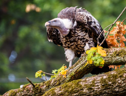 Zlínská zoo otevřela v neděli nejdelší voliéru pro supy v republice