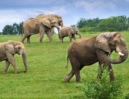 Tento týden se do zlínské zoo dostanete jen za 50 korun