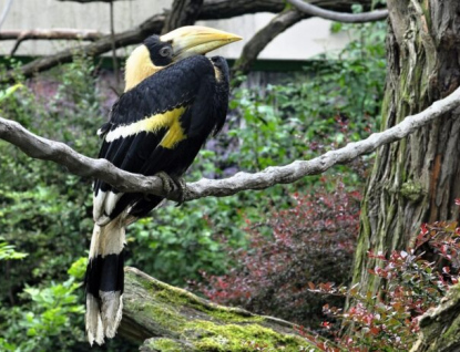 Světový úspěch! Zlínská zoo odchovala dalšího dvojzoborožce indického