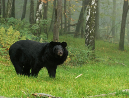 Zoo Zlín přesune medvěda ušatého do nového komfortního výběhu v ostravské zoo