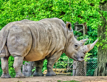 V Zoo Zlín očekávají narození prvního mláděte nosorožce tuponosého jižního za 45 let chovu