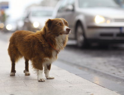 Veterinární správa ve Zlínském kraji má databázi ztracených a nalezených psů
