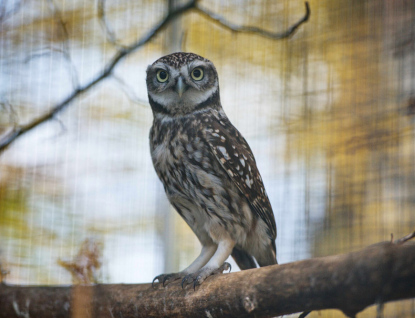 Zlínská zoo pracuje na návratu sýčků do volné přírody