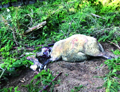 Medvěd včera u Jarcové roztrhal další ovce. Chtěl zabít i koně