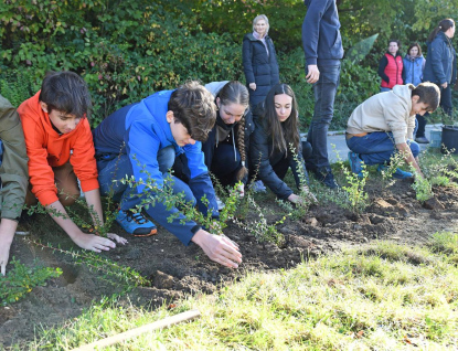 Vsetínskou ulici ve Valašském Meziříčí ozdobilo přes 1 000 nových keřů