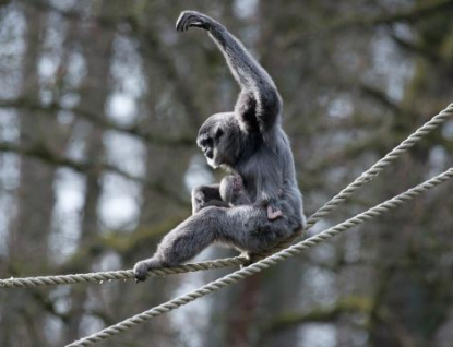 Zlínská zoo vůbec poprvé odchovala mládě ohroženého gibbona stříbrného