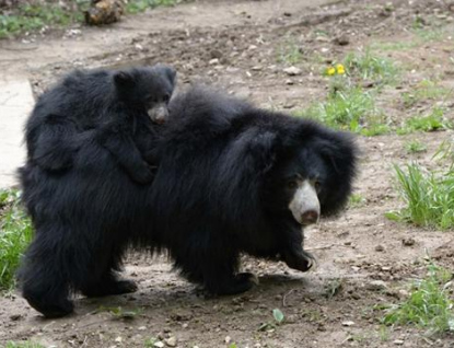 Sameček medvěda pyskatého byl ve zlínské ZOO poprvé ve venkovním výběhu