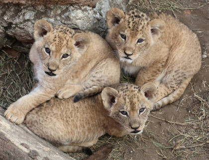 Návštěvníci Zoo Hodonín už mohou vidět tři mláďata lva berberského