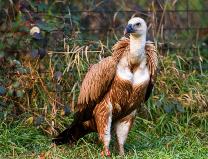 Zoo Zlín odeslala další dva supy k vypuštění v Bulharsku