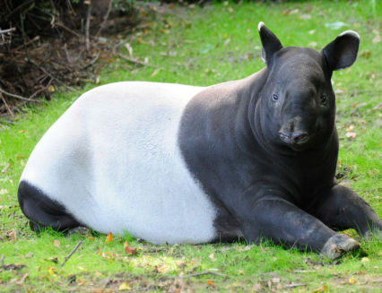 V Zoo Zlín budují nový komplex expozic Nusantaru